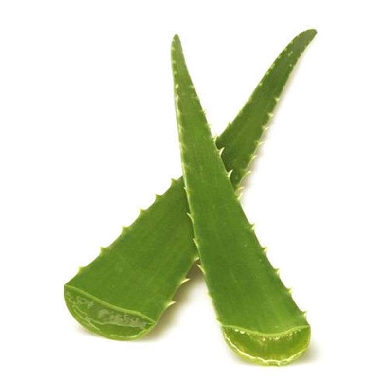 ALOE VERA LEAVES ESP 5KG