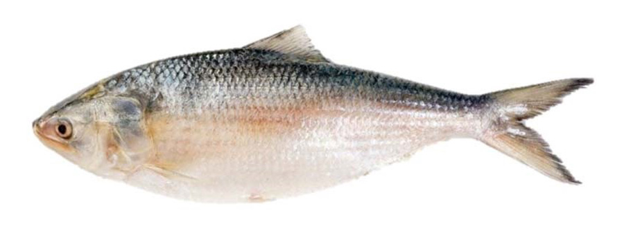 HILSA 400+ UP (LACHA) 20KG