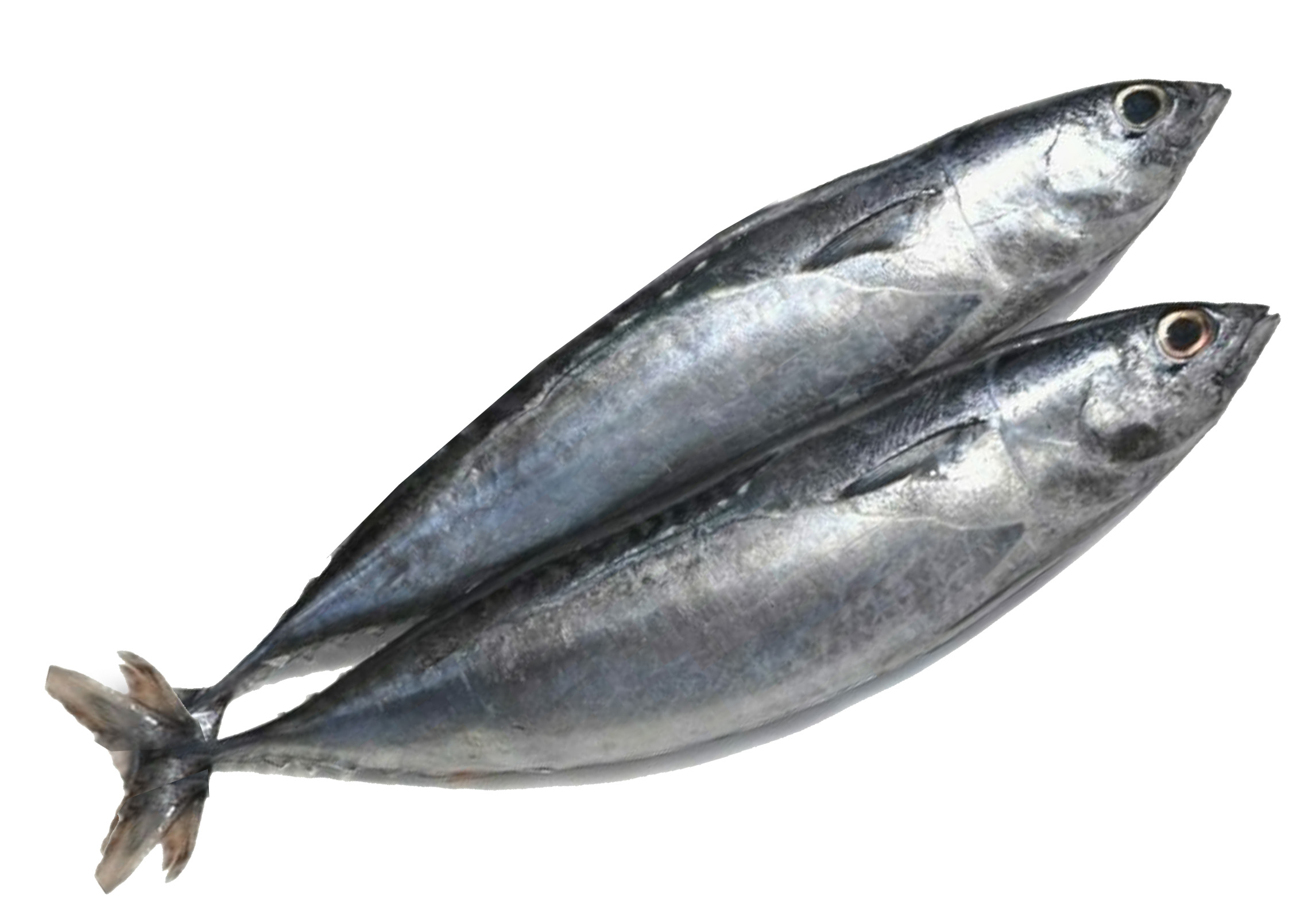 PH GELO TULINGAN/TOMBARELLO(4-6pz)15X1KG