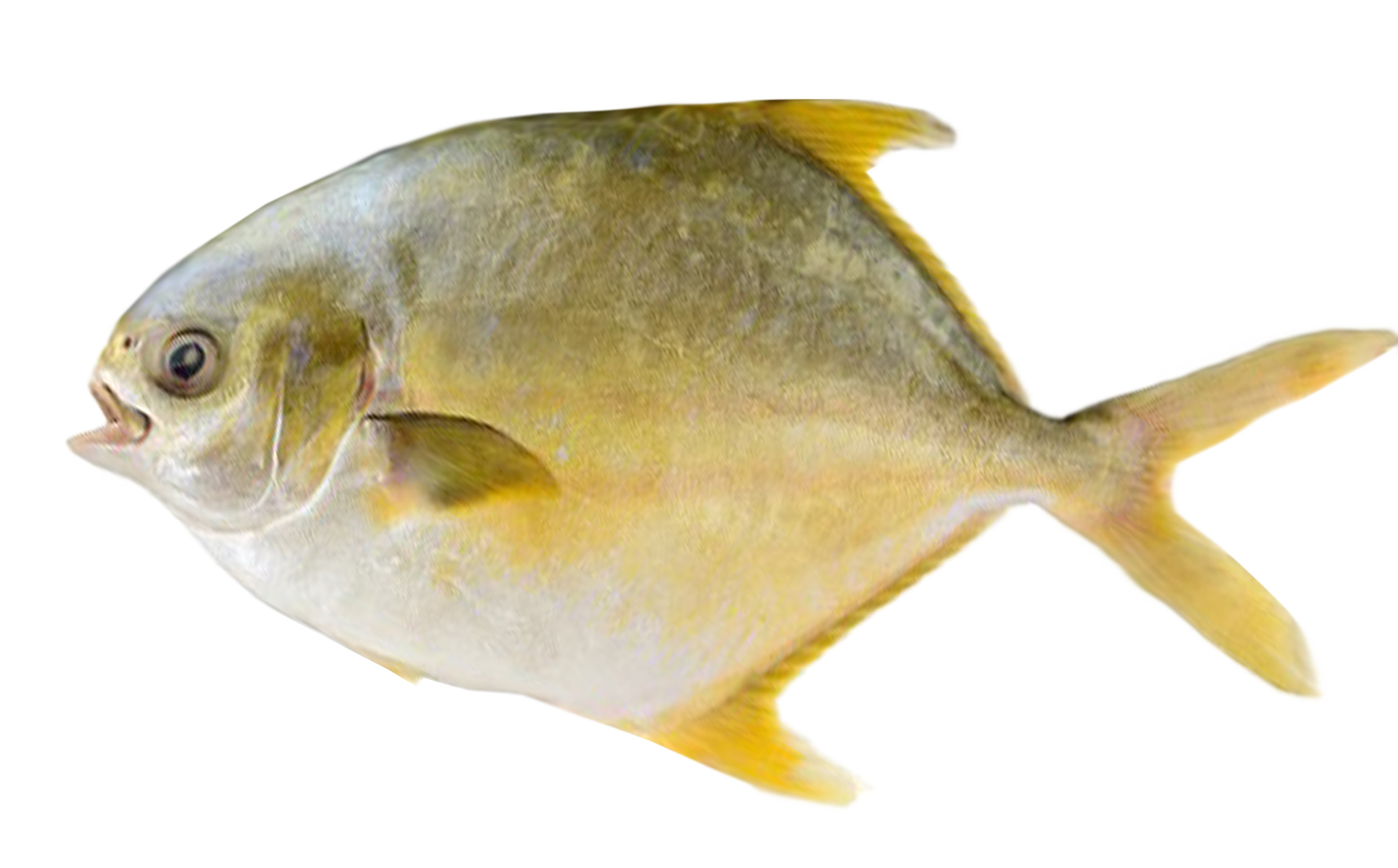 RUPCHANDA (LECCIA STELLA)500-600GR 6KG