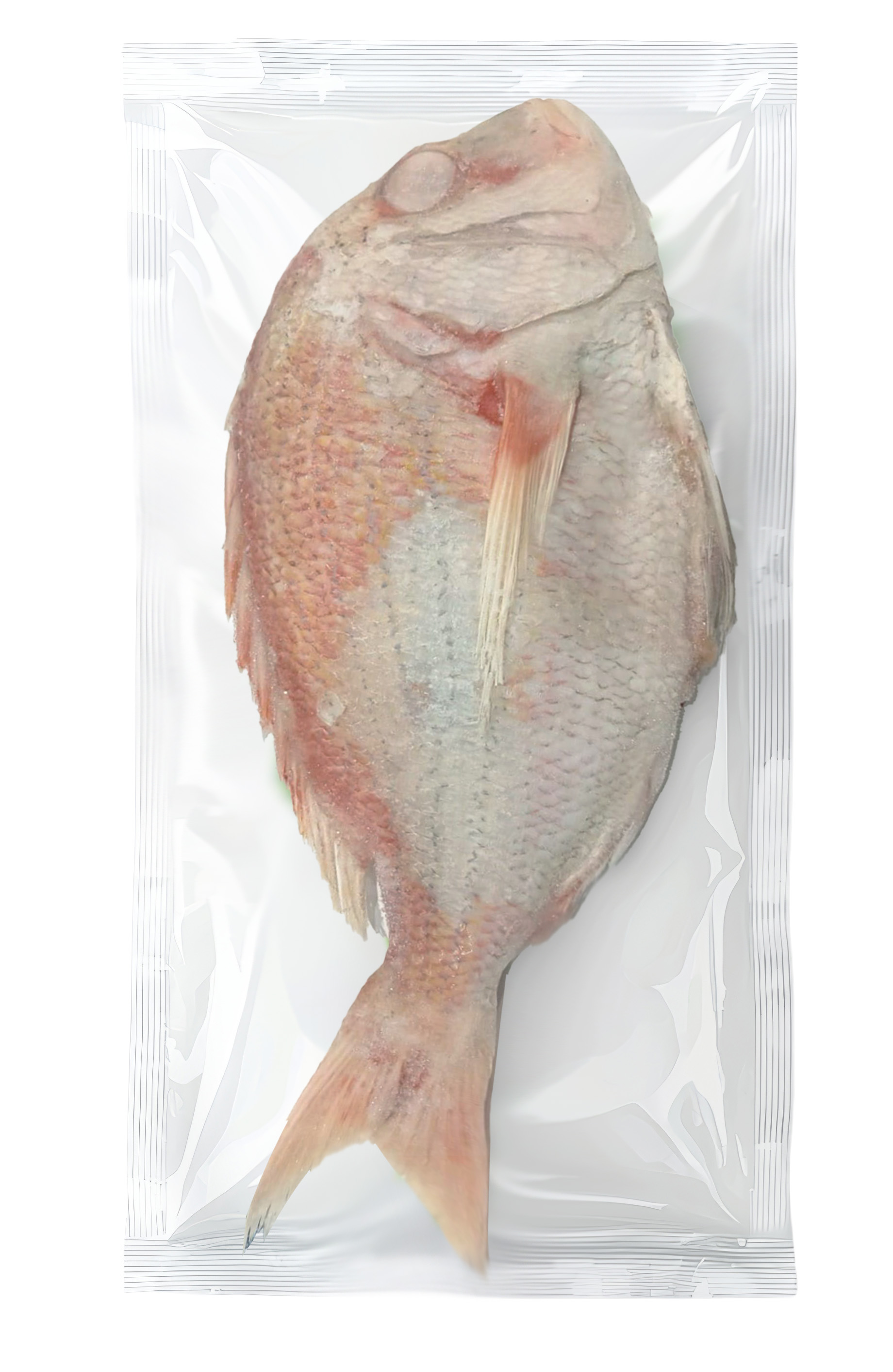 PAGRO INTERO EVISCERATO 3-5KG 25KG