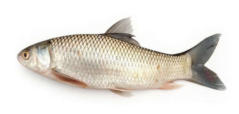 MRIGAL(G) 3KG+ (Cirrhinus cirrhosus)
