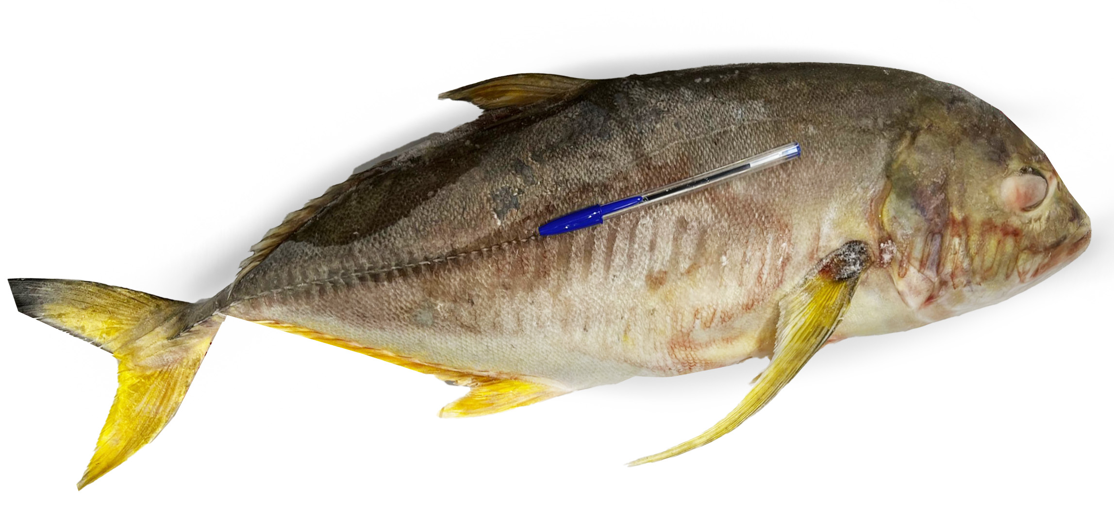 TREVALLY YELLOW FROZEN GUTTED 3-5KG 25KG