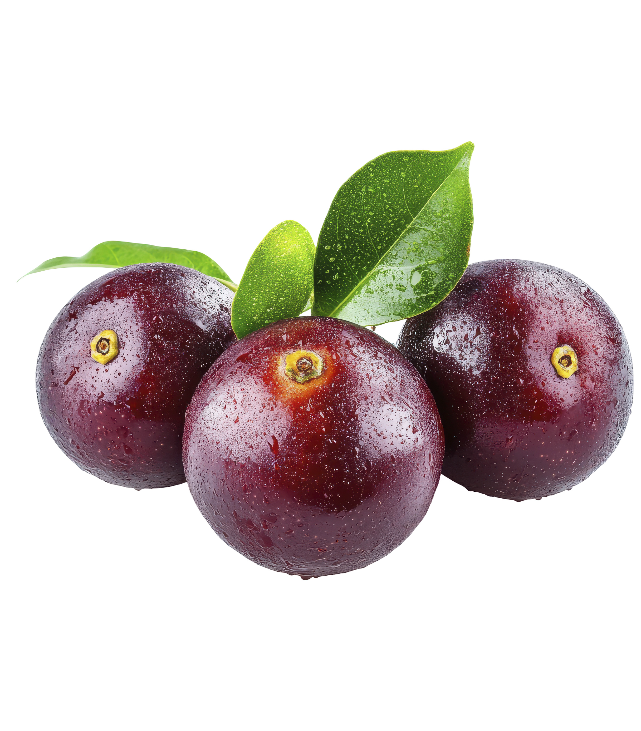 FALSA 1KG PAKISTAN