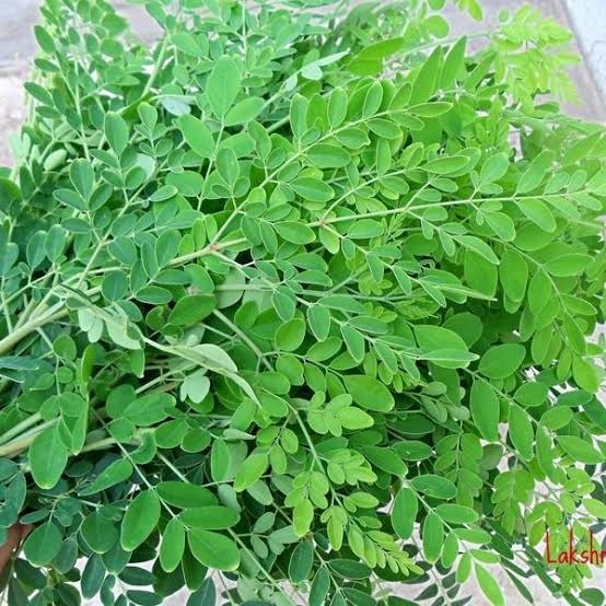 DSL / D.STICK LEAVE  5KG