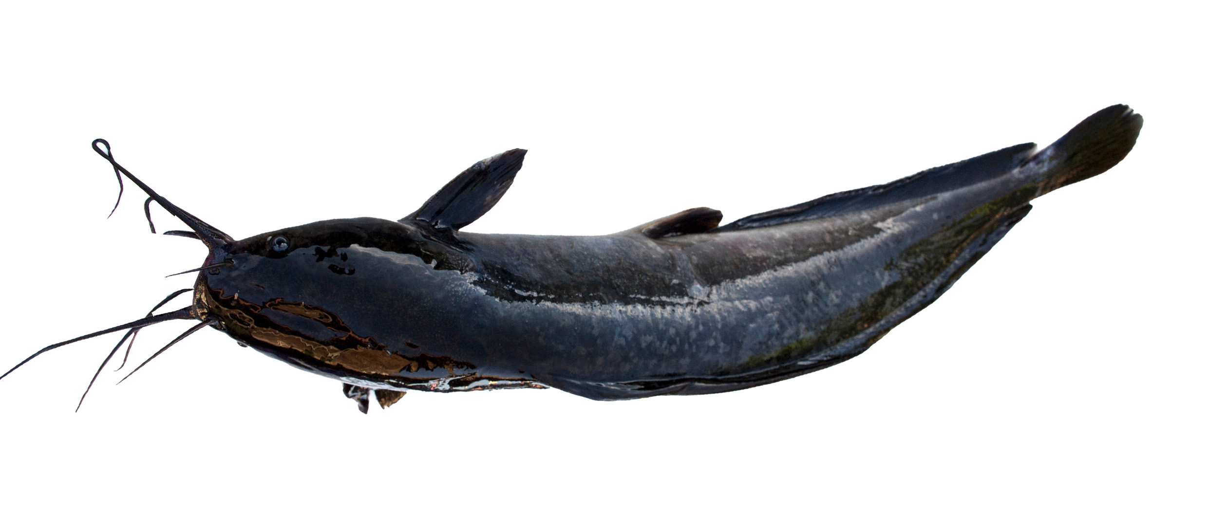 CATFISH 500-800g 4KG