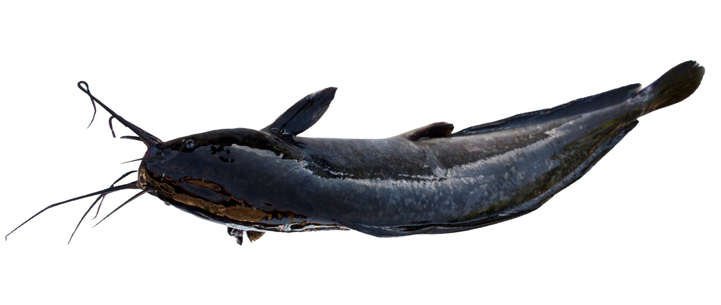 CATFISH 800-1000g 4KG