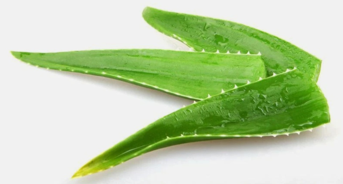 ALOE VERA LEAVES ESP 8KG