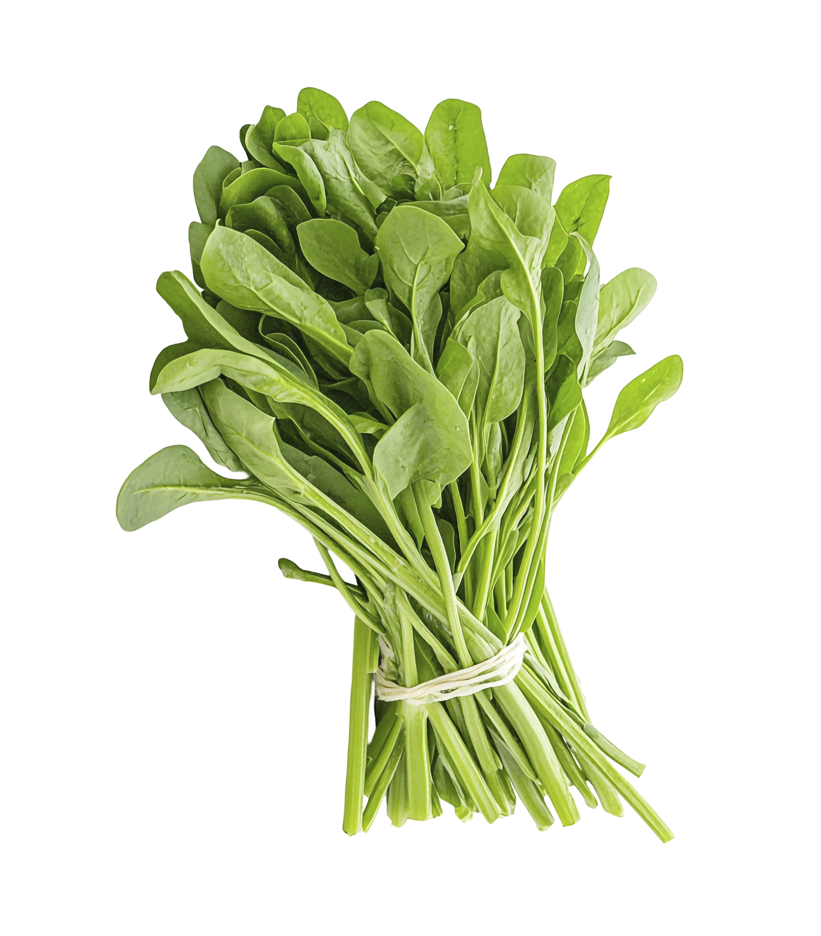 FRESH METHI 20PZ