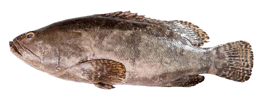CERNIA INTERA CONGELATA 5-10KG 25KG