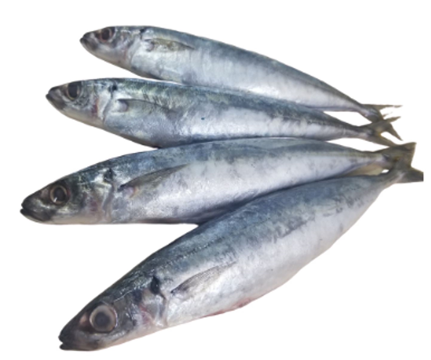 PH SUGAROTTO ROUNDSCAD GELO 20X1KG 2/4PZ