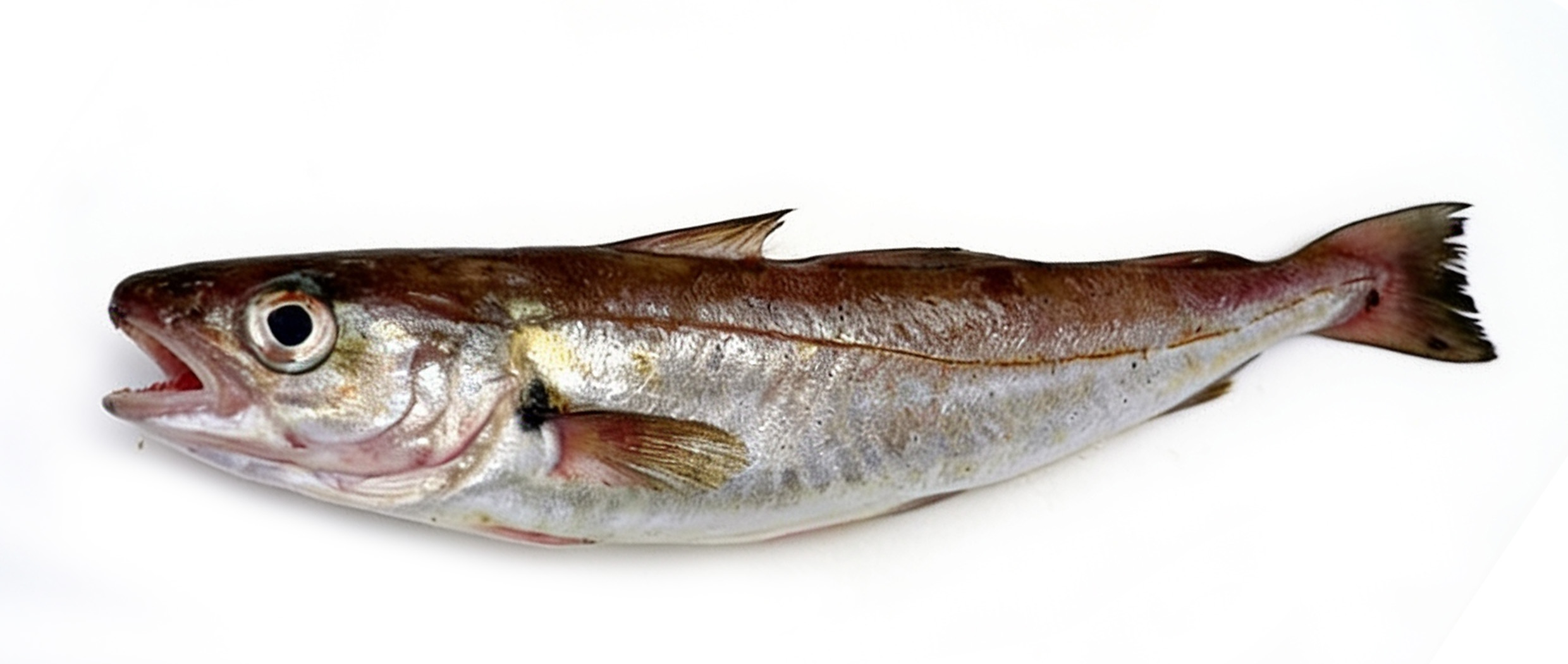 HAKE - MERLUZA HGT 700/900GR 16KG