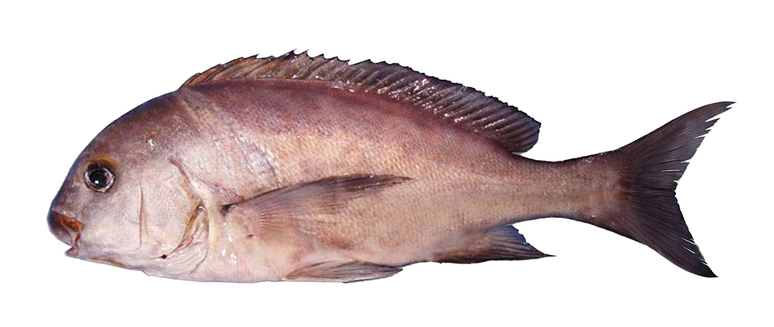 PESCE BURRO INTERO 2000/4000G circa 24KG