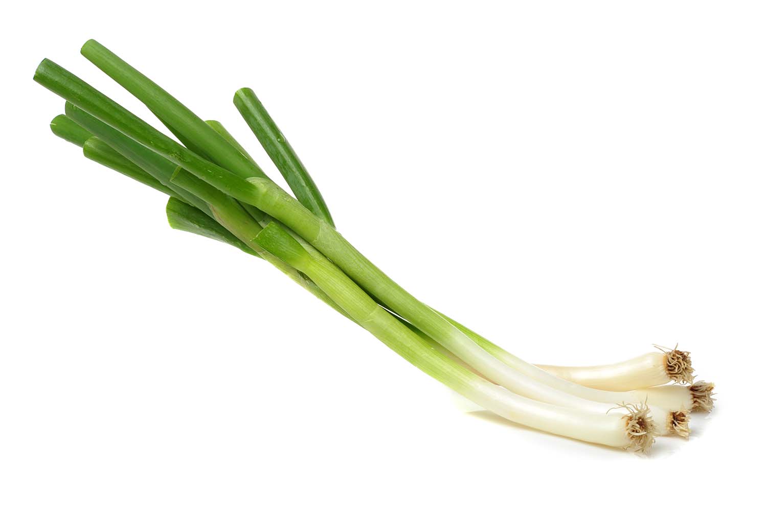 CIPOLLOTTI FINI 14PZ ITALIA