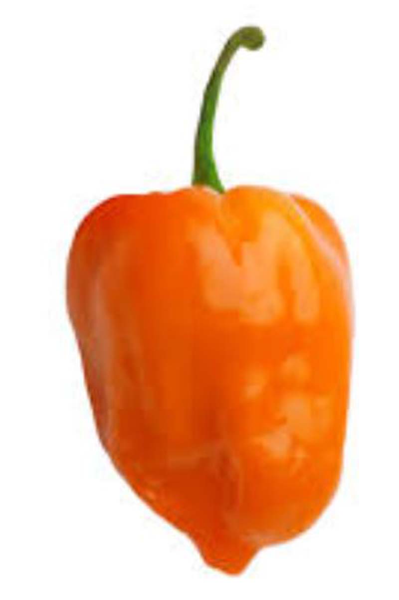 HOT PEPPER 4KG OLANDA