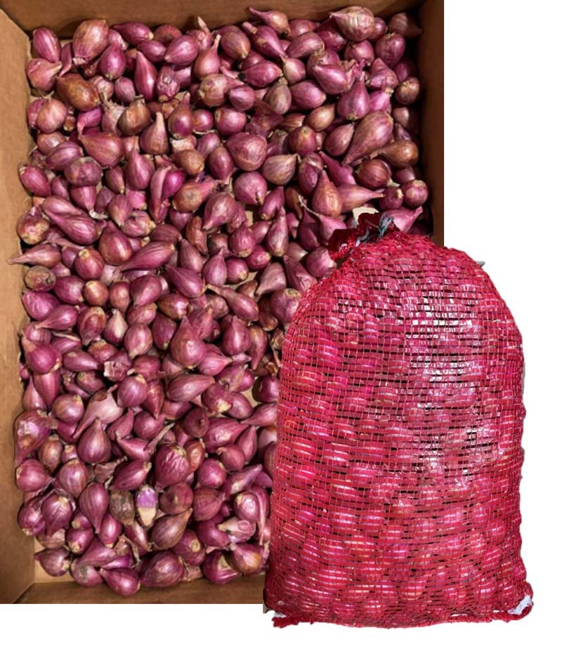 CIPOLLA PICCOLA INDIA 10KG SACCO