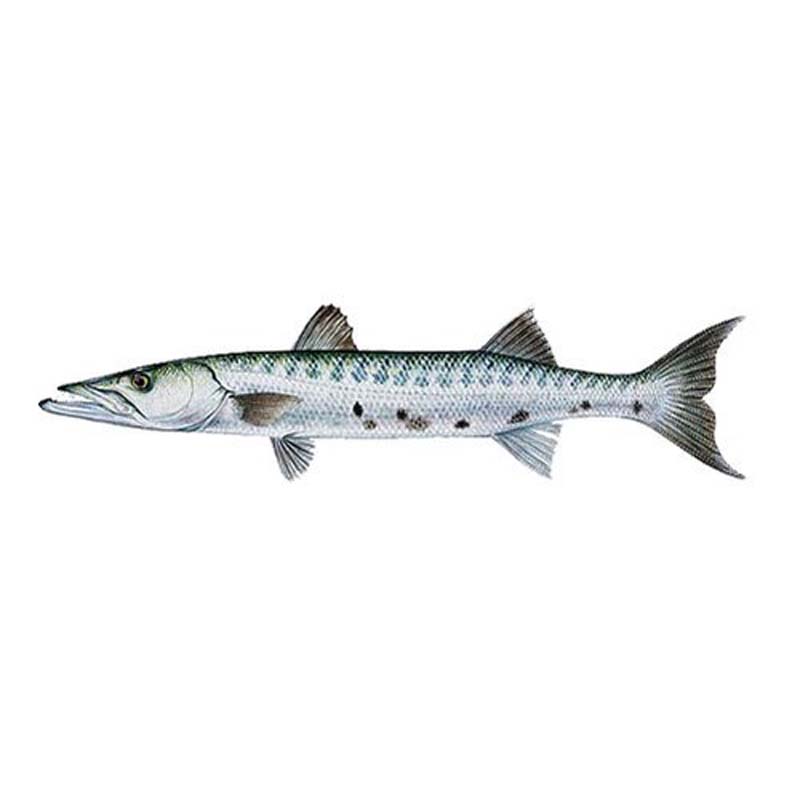BARRACUDA 2000/3000 WHOLE 20KG - FreshTropical