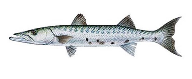 BARRACUDA 3000 UP INTERO CONG. 20KG