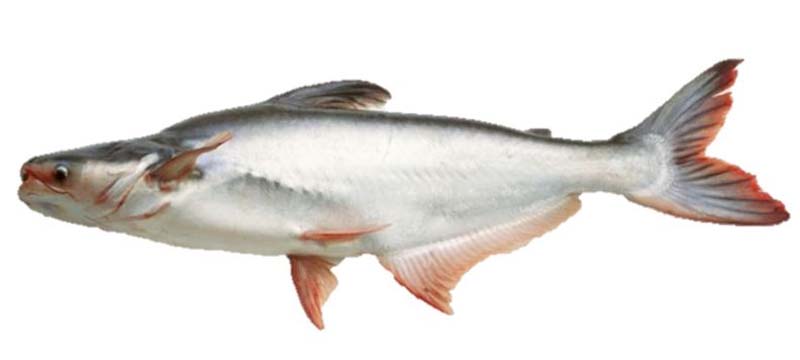 PANGUSH-G(ARIUS THALASSINUS) 6KG+