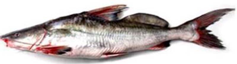 AYER-G(MASTUS AOR) 1KG+