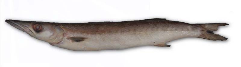 BARRACUDA 1000-2000 10KG xxx