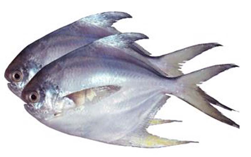 RUPCHANDA (POMFRET) 100/200 10x1KG