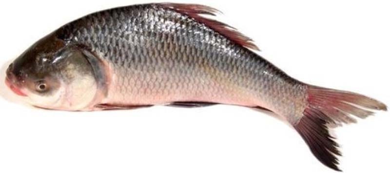 KATLA-G 6KG+ (CATLA CATLA)