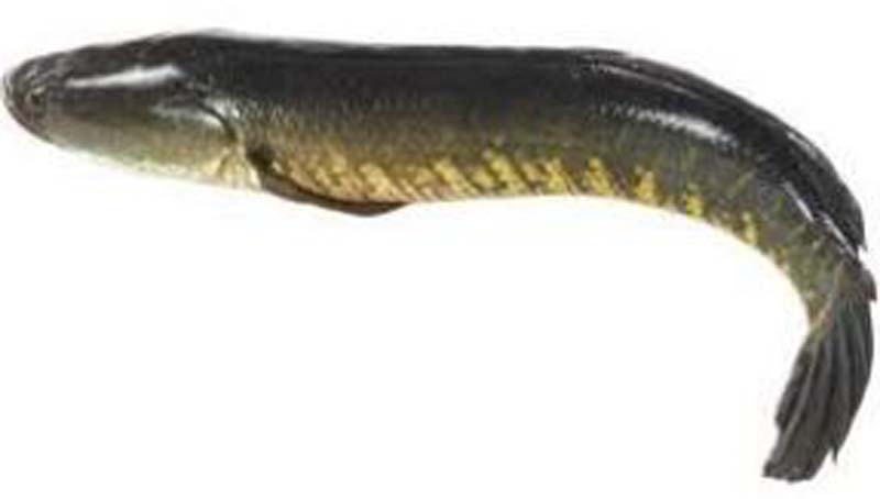 SHOIL W 1,5KG+ (OPHIOCEPHALUS STRIATUS)