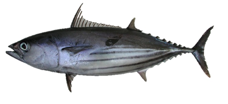 TONNETTO STRIATO IWP 2kg/3kg - 20KG