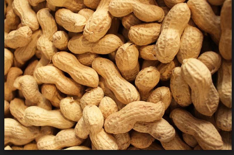 ARACHIDI TOSTATI 5KG EGITTO CAL.9/11