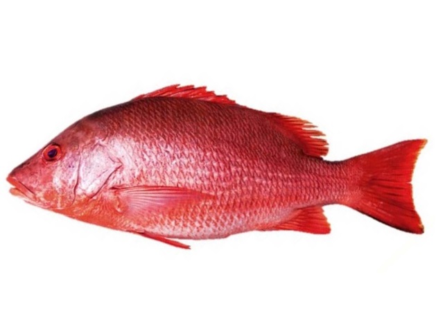 LUTIANO EVISC. CONGELATO 2-3KG 20KG